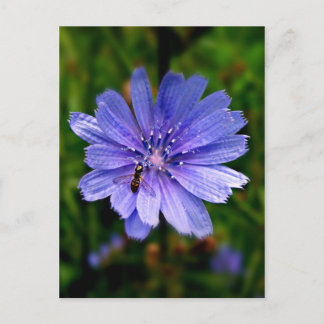 Blue Blume Postkarte
