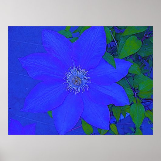 Blue Blume Urchin Print Poster (Vorne)