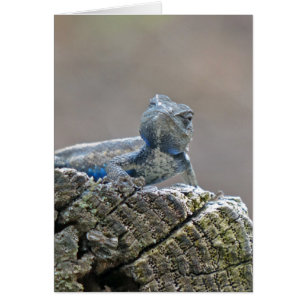 Blue Bly Alligator Lizard