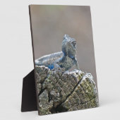 Blue Bly Alligator Lizard Fotoplatte (Seite)