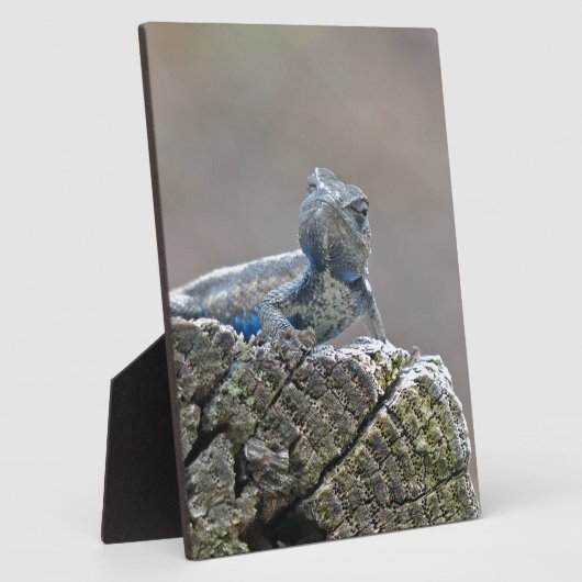 Blue Bly Alligator Lizard Fotoplatte (Seite)