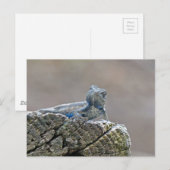 Blue Bly Alligator Lizard Postkarte (Vorne/Hinten)