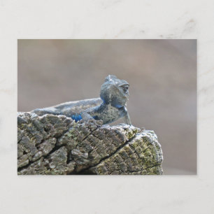 Blue Bly Alligator Lizard Postkarte
