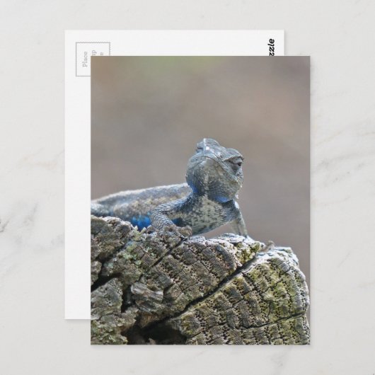 Blue Bly Alligator Lizard Postkarte (Vorne/Hinten)