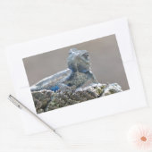 Blue Bly Alligator Lizard Rechteckiger Aufkleber (Umschlag)