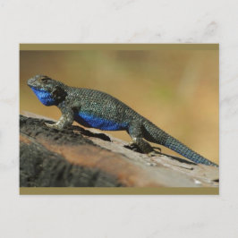 Blue Bly Scale Lizard Postkarte