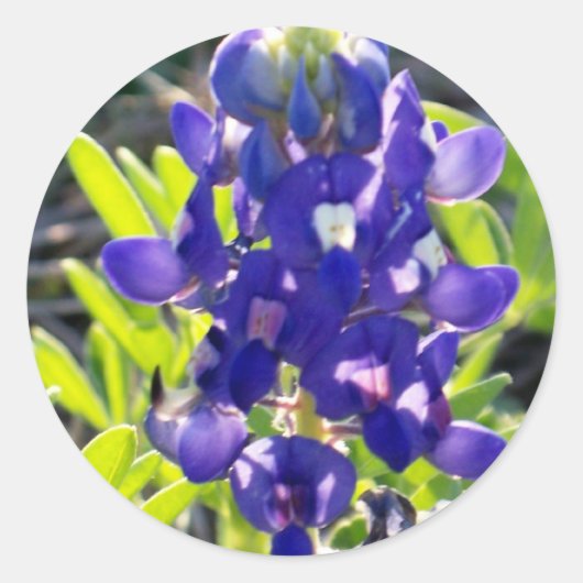 Blue Bonnet Runder Aufkleber (Vorderseite)