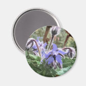 Blue Borage Star Blume auf Küchenmagnet Magnet (Vorderseite/Rückseite)