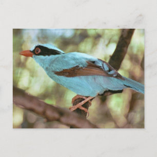 Blue Breasted Kingfisher Foto Postcard Postkarte