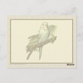 Blue Budgie Art Postcard Postkarte (Rückseite)