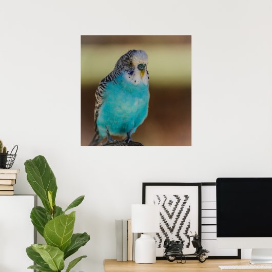 Blue Budgie Poster (Heimbüro)