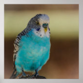 Blue Budgie Poster (Vorne)