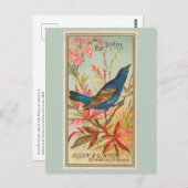 Blue Bunting Postkarte (Vorne/Hinten)