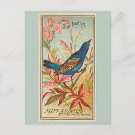 Blue Bunting Postkarte