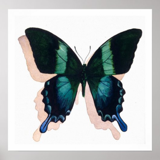 "Blue Butterfly" Insektenkunst Poster (Vorne)