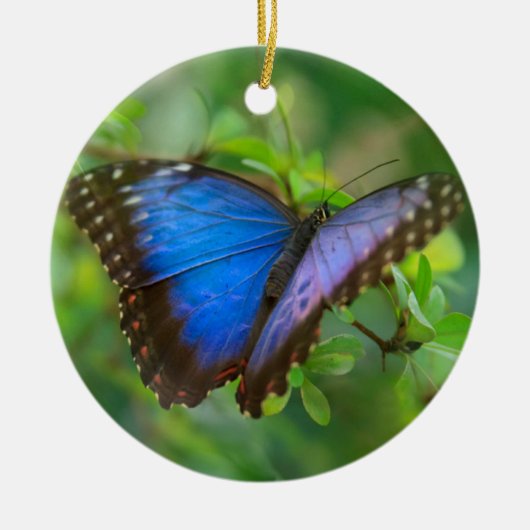 Blue Butterfly Keramik Ornament (Vorne)
