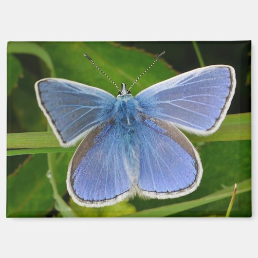 Blue Butterfly Magnet (Vorderseite)
