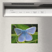 Blue Butterfly Magnet (In Situ (Geschirrspüler))