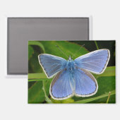 Blue Butterfly Magnet (Vorderseite/Rückseite)