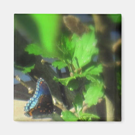 Blue Butterfly Magnet (Vorne)