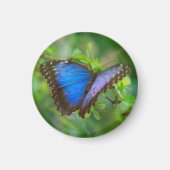 Blue Butterfly Magnet (Vorne)