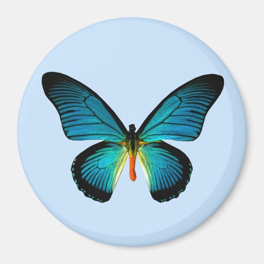 Blue Butterfly Magnet (Vorne)