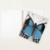 Blue butterfly planner planer (Anzeige)