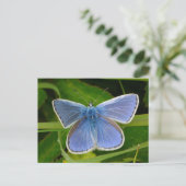 Blue Butterfly Postcard Feiertagspostkarte (Stehend Vorderseite)