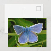 Blue Butterfly Postcard Feiertagspostkarte (Vorne/Hinten)
