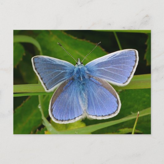 Blue Butterfly Postcard Feiertagspostkarte (Vorderseite)