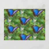 Blue Butterfly Postcard Postkarte (Vorderseite)