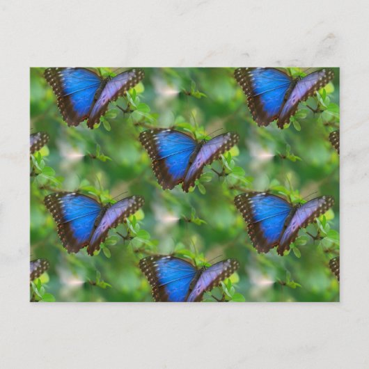 Blue Butterfly Postcard Postkarte (Vorderseite)