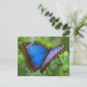 Blue Butterfly Postcard Postkarte (Stehend Vorderseite)