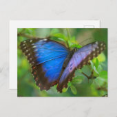 Blue Butterfly Postcard Postkarte (Vorne/Hinten)