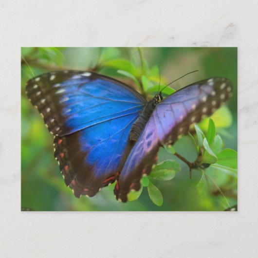 Blue Butterfly Postcard Postkarte (Vorderseite)