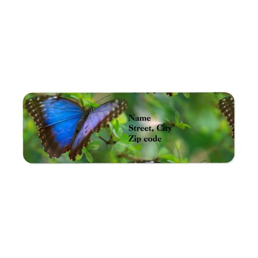 Blue Butterfly Rücksendeadressen-Aufkleber (Vorne)