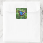 Blue Butterfly Stickers (Tasche)