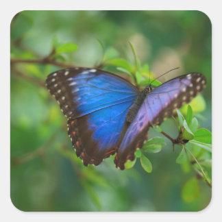 Blue Butterfly Stickers