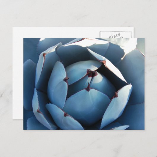 Blue Cactus Postcard Postkarte (Vorne/Hinten)