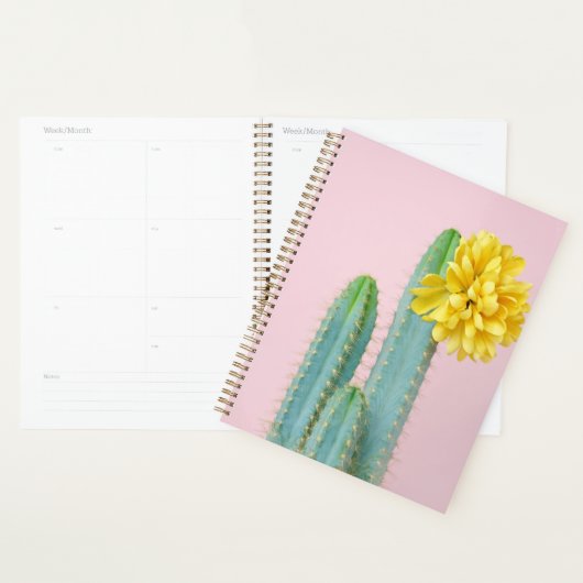 Blue Cactus Trio Planer (Anzeige)