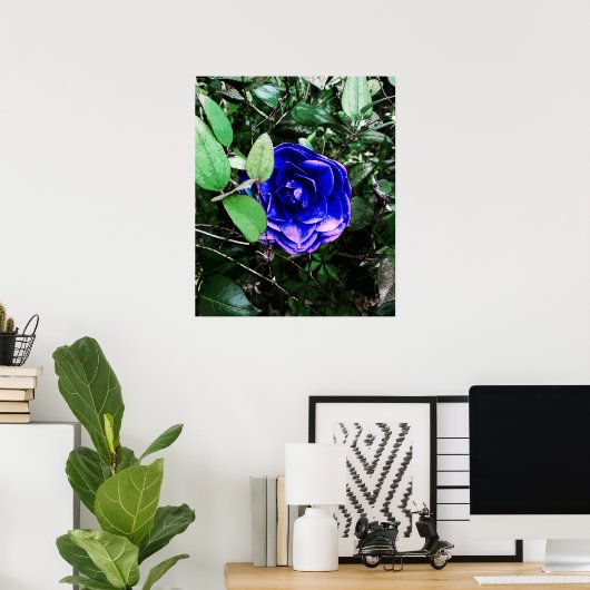 Blue Camellia 401 Poster (Heimbüro)