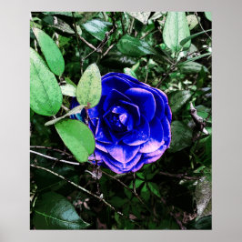 Blue Camellia 401 Poster
