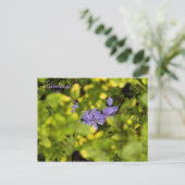 Blue Cape Plumbago Postcard Postkarte (Stehend Vorderseite)