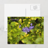 Blue Cape Plumbago Postcard Postkarte (Vorne/Hinten)