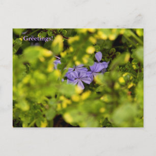 Blue Cape Plumbago Postcard Postkarte