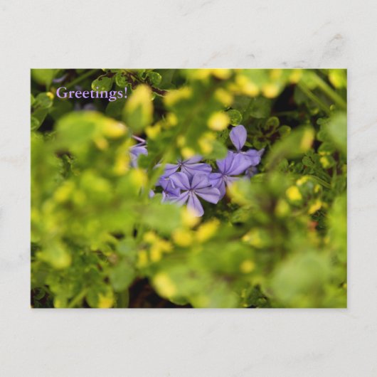 Blue Cape Plumbago Postcard Postkarte (Vorderseite)