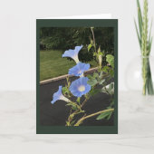 Blue Cascade Morning Glory Blank  Karte (Vorderseite)