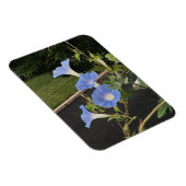 Blue Cascade Morning Glory Magnet (Rechte Seite)