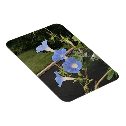 Blue Cascade Morning Glory Magnet (Rechte Seite)
