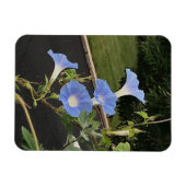 Blue Cascade Morning Glory Magnet (Horizontal)